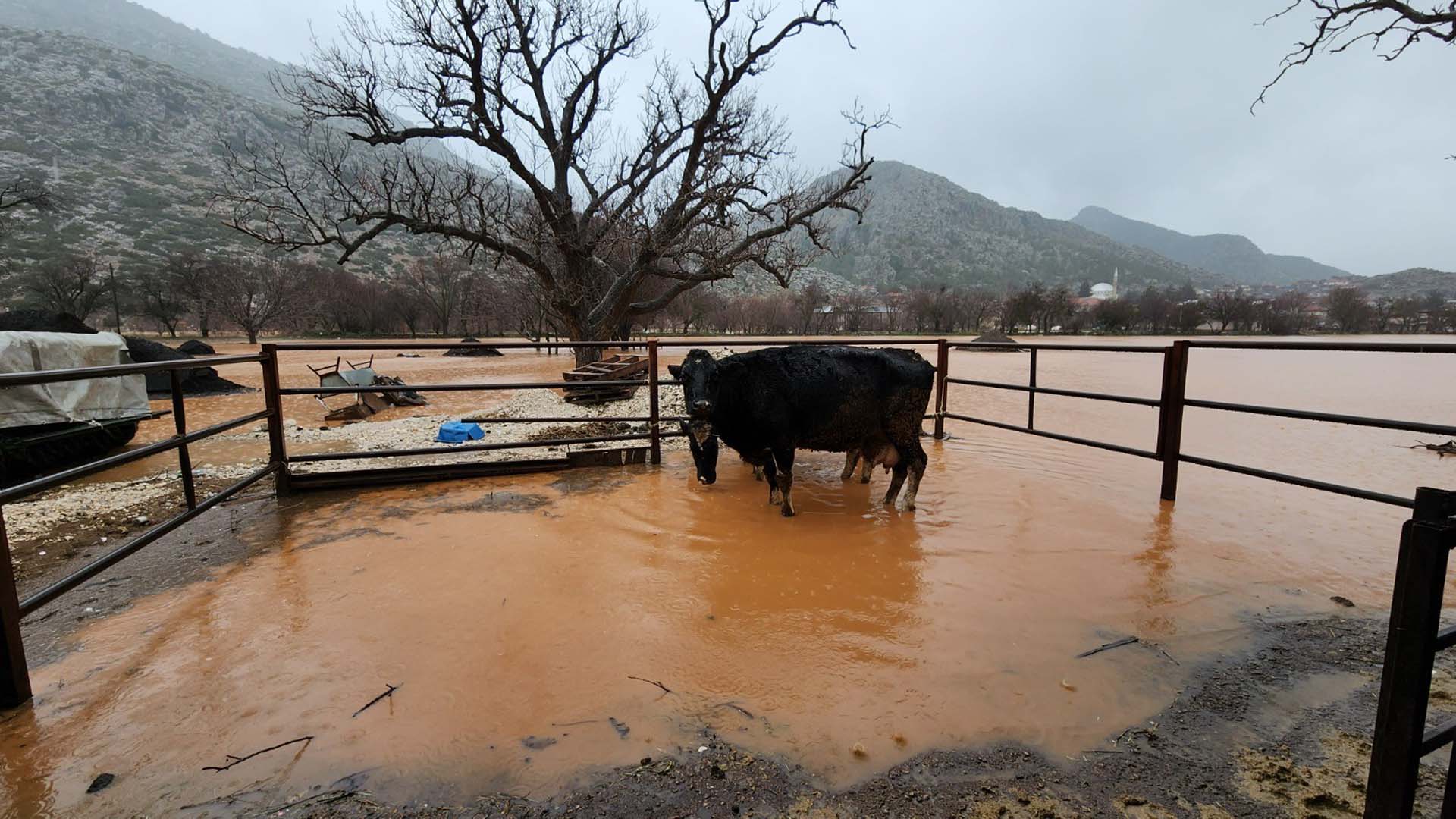 Sağanak yağış etkili oldu! Burdur Bucak'ta evleri, ahırları su bastı, vatandaş yardım istedi