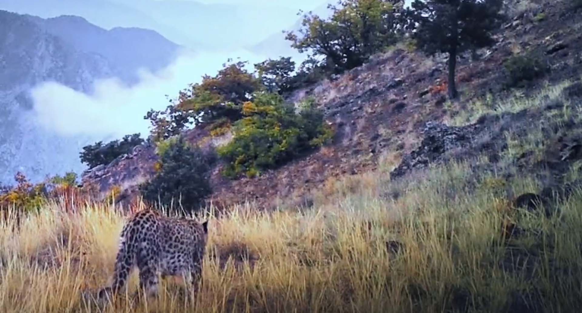 Anadolu leoparı yeniden görüntülendi! Bakan Kirişci görüntüleri paylaştı: Heyecanla yolunu gözlemeye devam edeceğiz