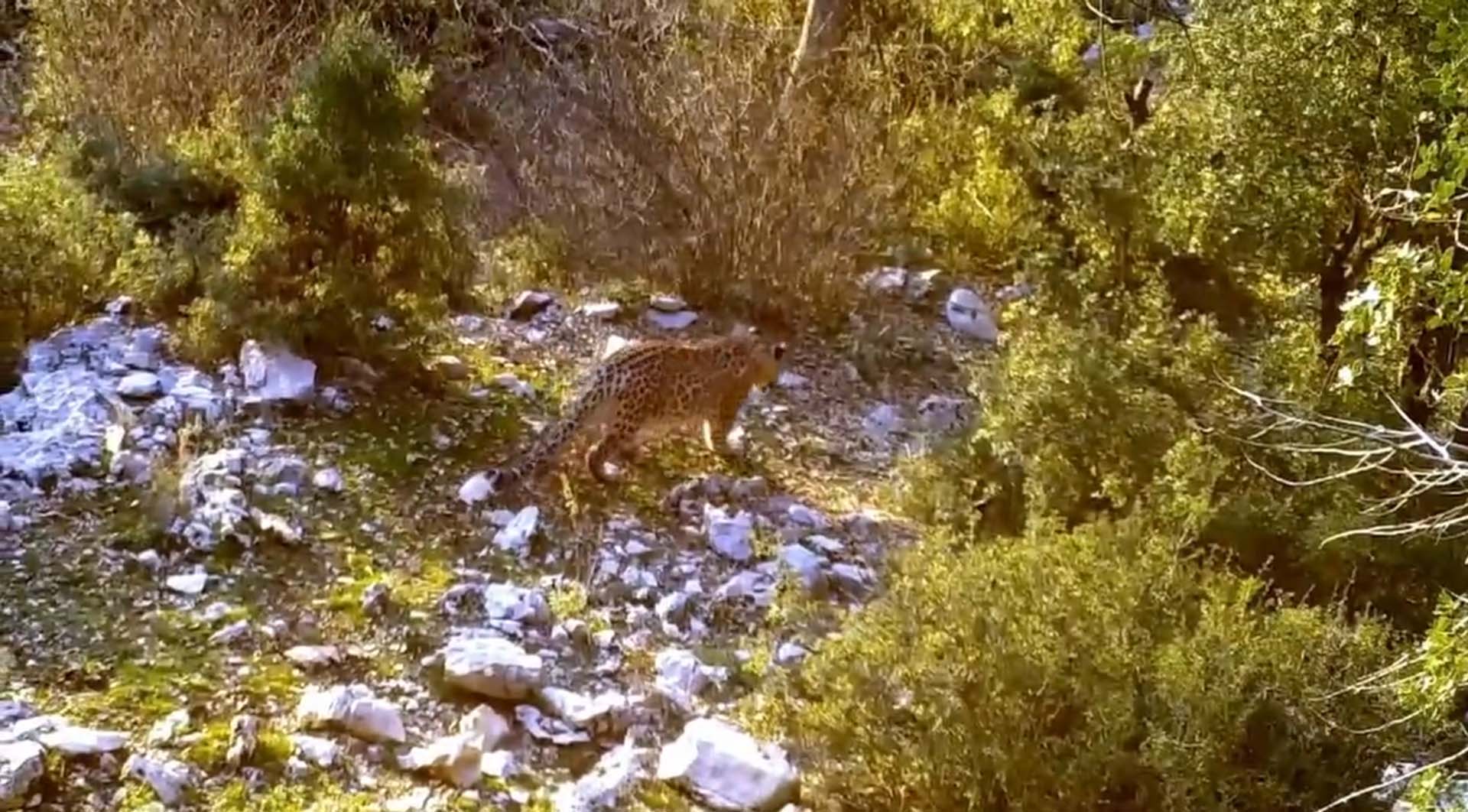 Anadolu leoparı yeniden görüntülendi! Bakan Kirişci görüntüleri paylaştı: Heyecanla yolunu gözlemeye devam edeceğiz