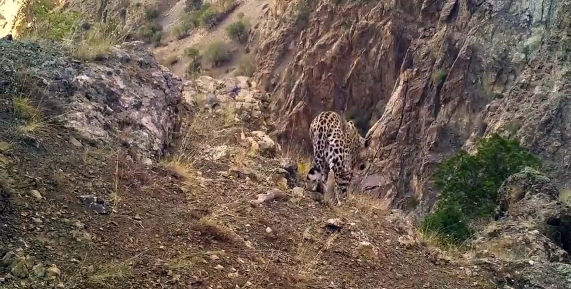 Anadolu leoparı yeniden görüntülendi! Bakan Kirişci görüntüleri paylaştı: Heyecanla yolunu gözlemeye devam edeceğiz