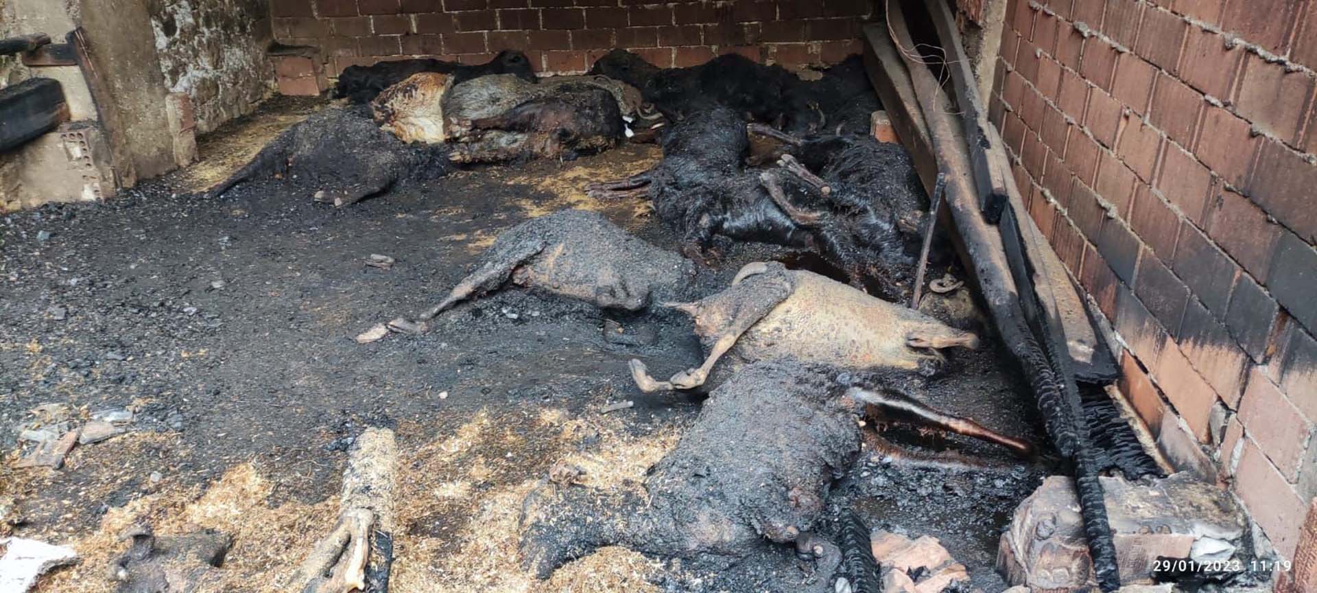 Tokat'ta acı olay! Ahırda çıkan yangında 90 keçi telef oldu 