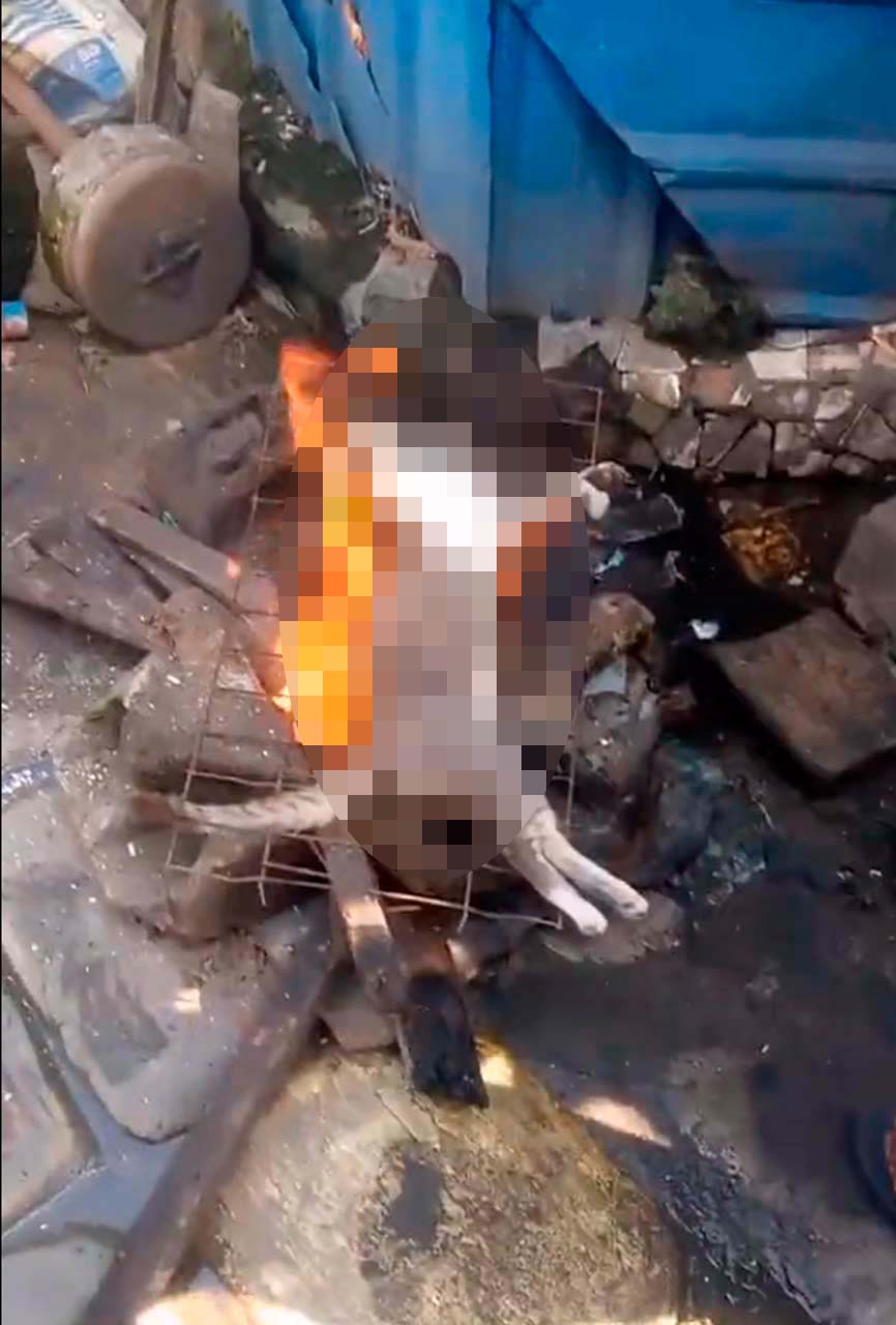 Bunu izlerken mideniz ağzınıza gelecek! TikTok'ta paylaşılan video tepki çekti: Kediyi mangalda pişirip yemek yaptılar! 