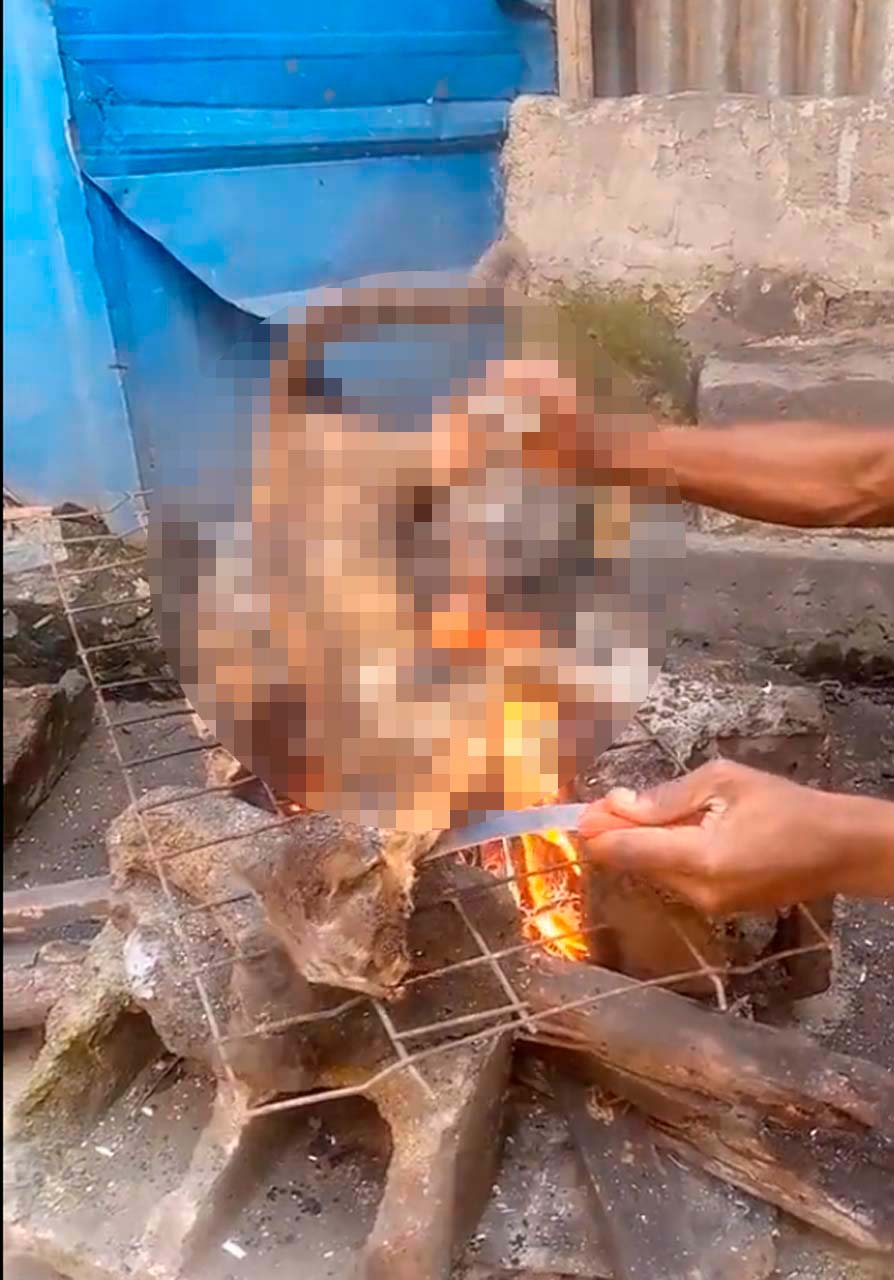 Bunu izlerken mideniz ağzınıza gelecek! TikTok'ta paylaşılan video tepki çekti: Kediyi mangalda pişirip yemek yaptılar! 