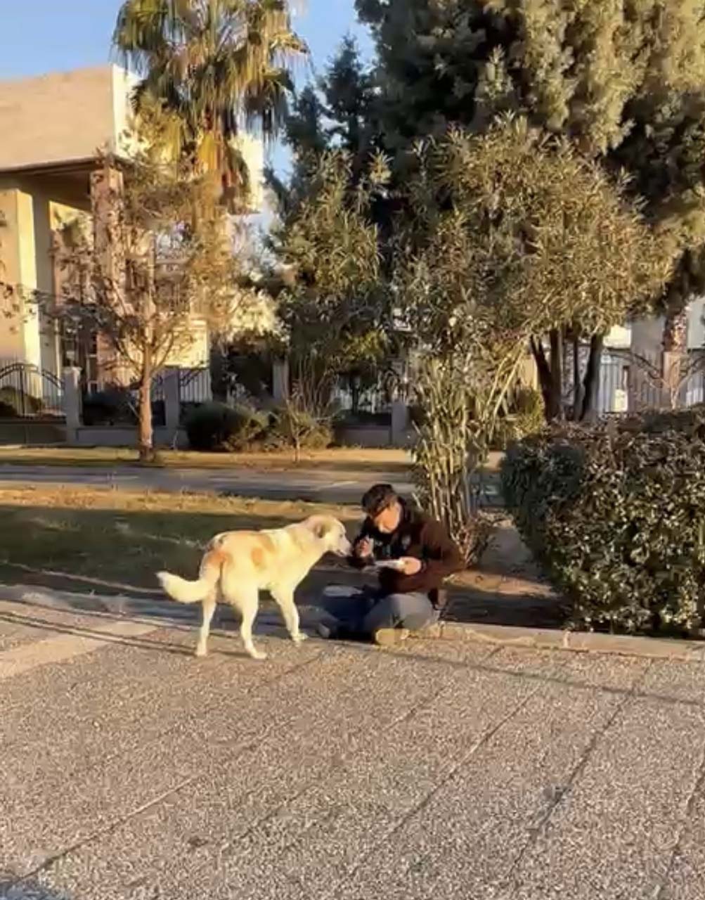 Polis memuru yürekleri sıcacık yaptı! Kumanyasını sokak köpeğiyle paylaştı!
