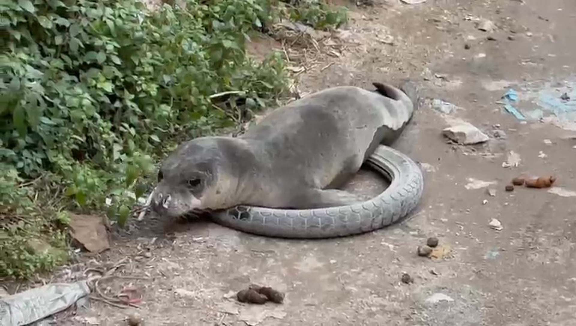 Evin yolunu unutan fok balığı! Kendini Ayvalık'ta buldu!