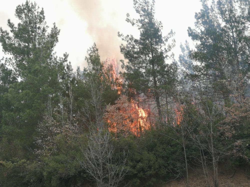 Tokat'ta orman yangını korkuttu: 5 dönüm arazi alevlere teslim oldu