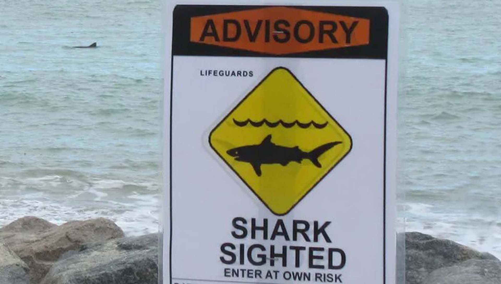 Balıkçıların yakaladığı köpek balığında insan kalıntıları bulundu! Sahilde yürüyen bir adama ait olduğu tespit edildi!