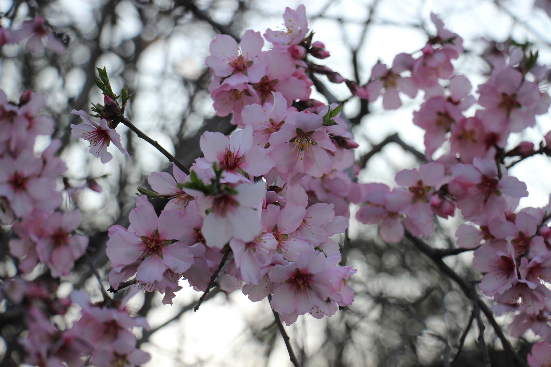 Aydın'da ağaçlar güneşe aldandı! Ağaçlar çiçek açtı!