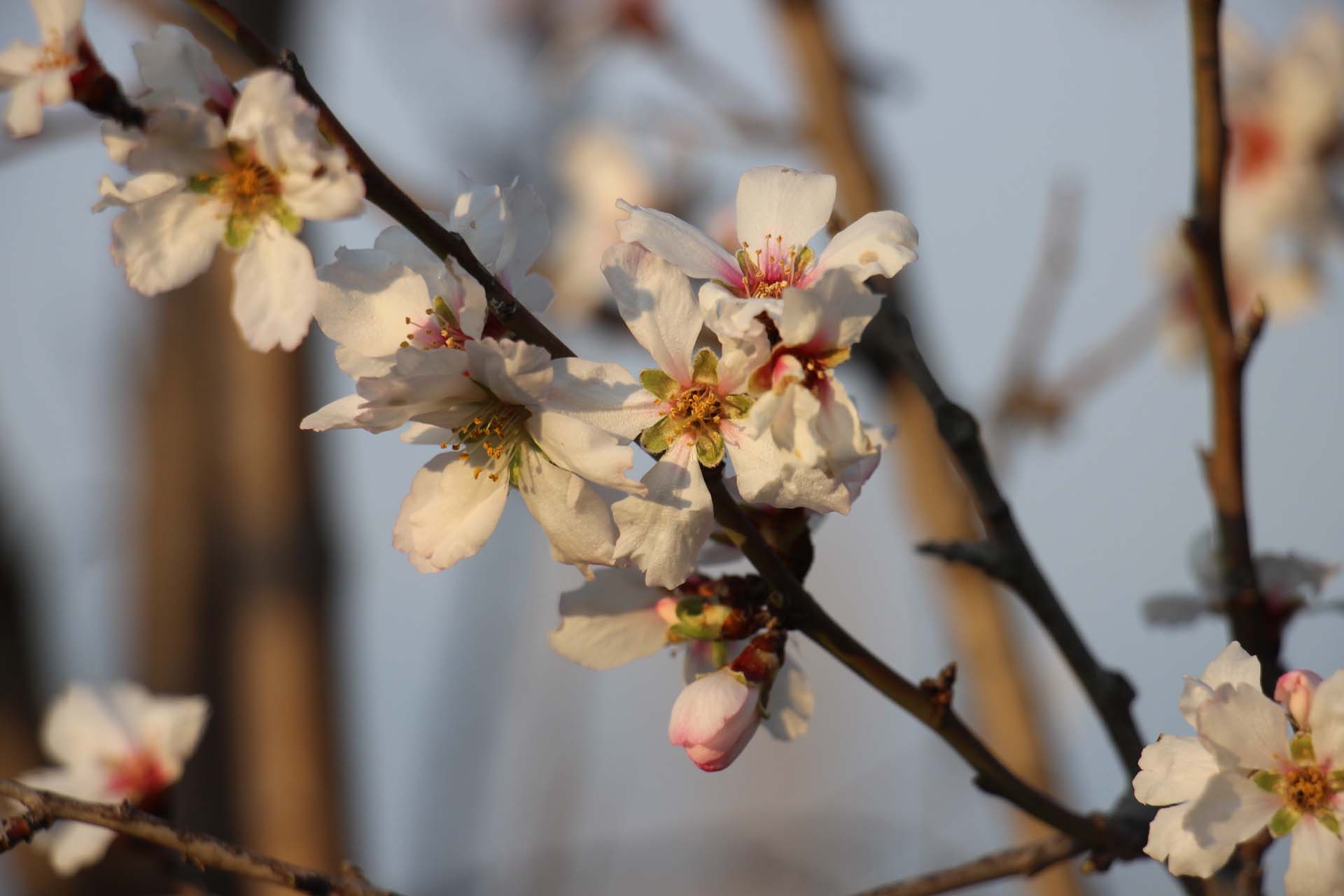 Aydın'da ağaçlar güneşe aldandı! Ağaçlar çiçek açtı!