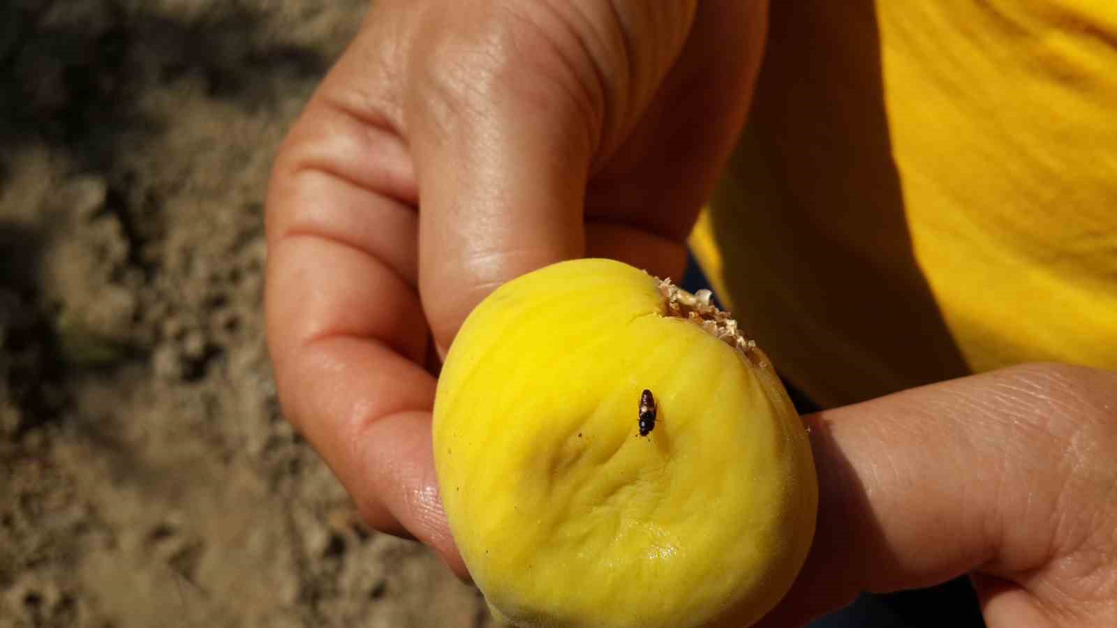 Aydın'da incir üreticiler yeni sezon hazırlıklarına devam ediyor