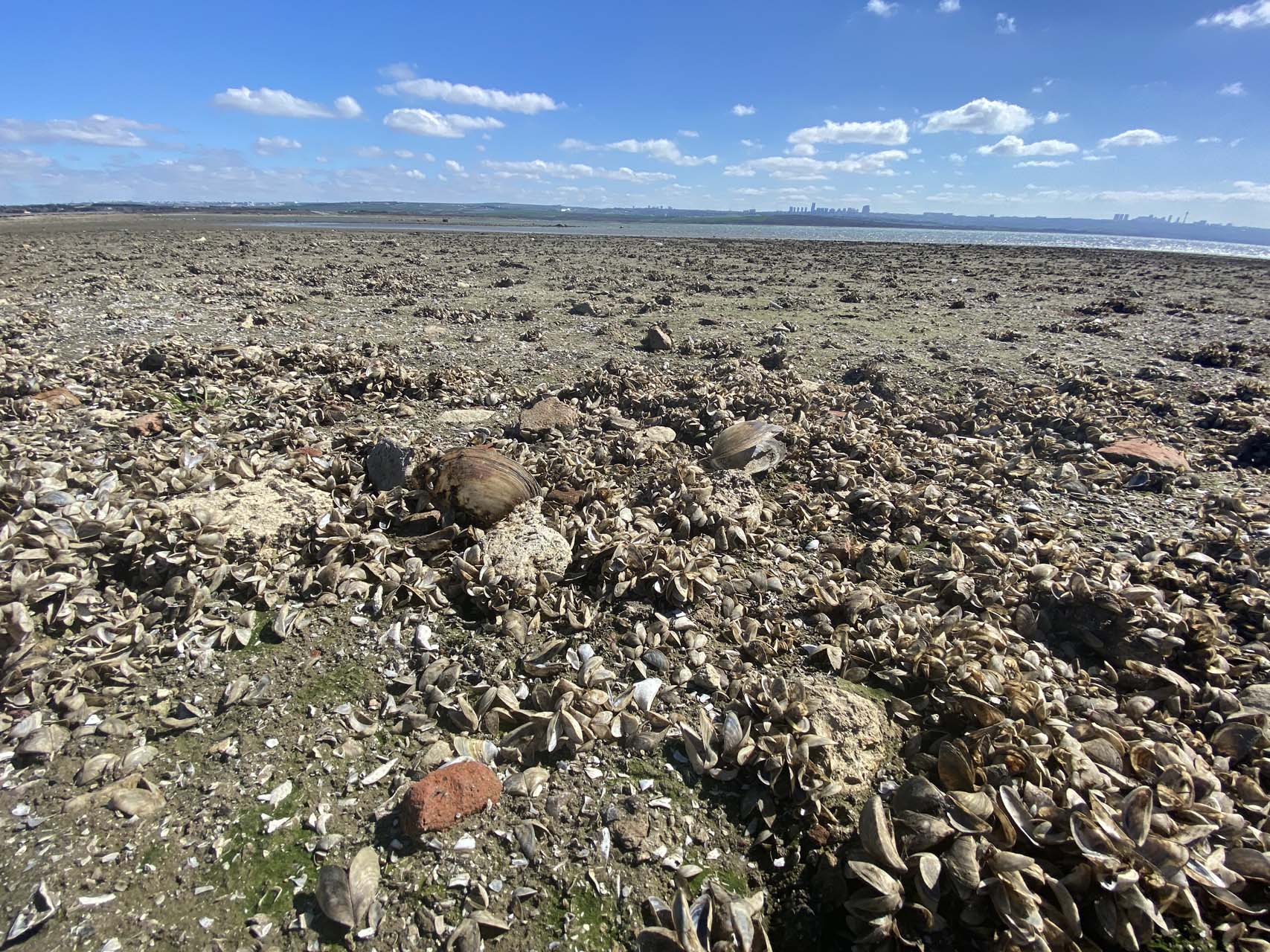 Eskiden balıklar vardı şimdi koyunlar! İstanbul Büyükçekmece Baraj Gölü kurudu!