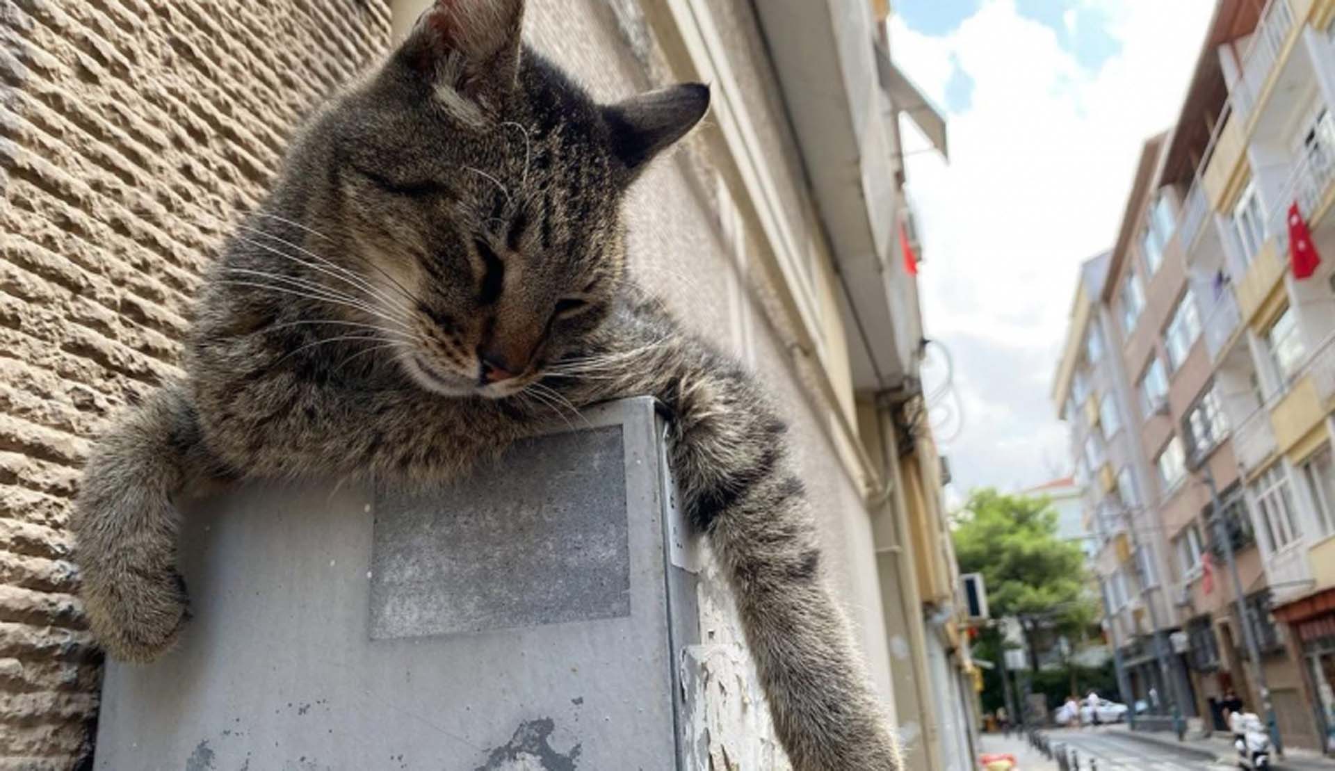 Kadıköy'de kediler topluca ölü bulundu! Görenler gözlerine inanamadı!