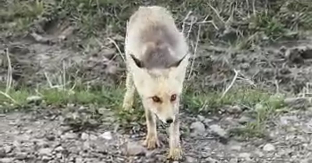 Doğaya çıkan hayvan severler Önlerine çıkan tilkiyi beslediler