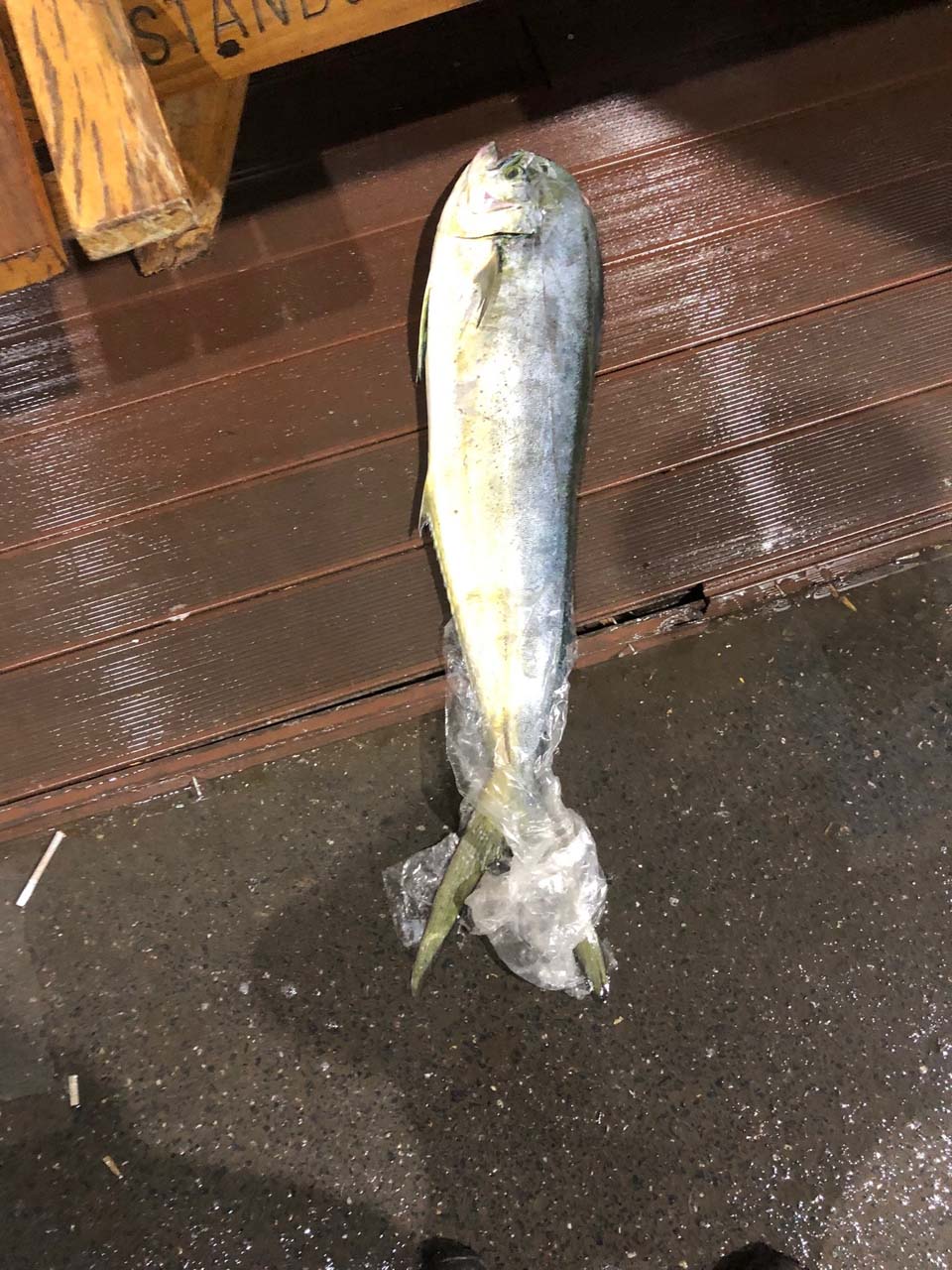 Su ürünleri denetiminde köpek balığı ele geçirildi!