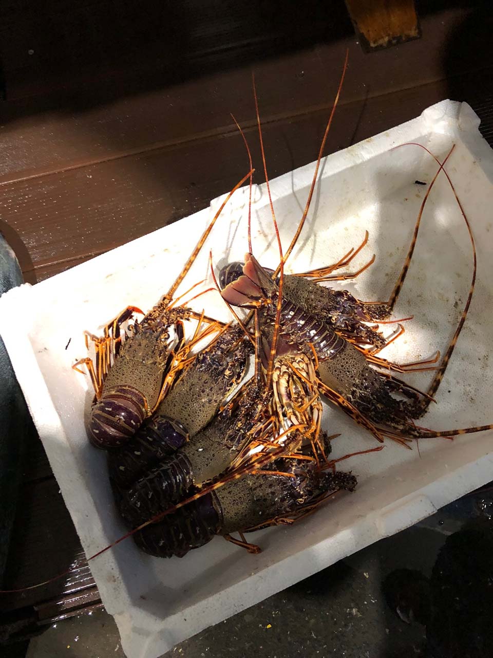 Su ürünleri denetiminde köpek balığı ele geçirildi!