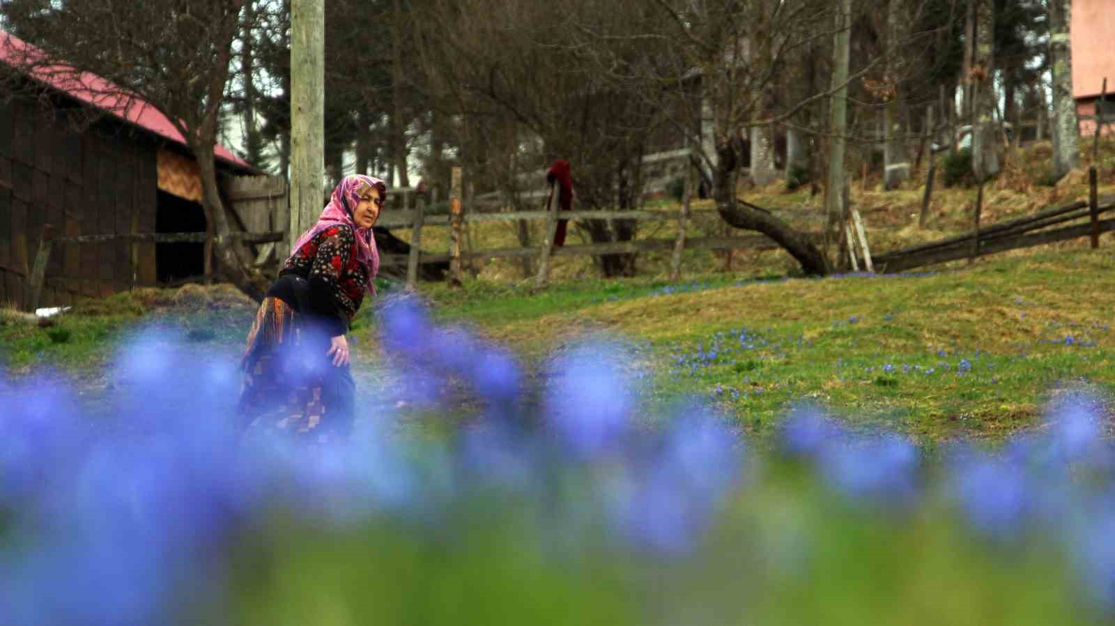 Karadeniz de mor şöleni, Mor yayla’nın Mavi Yıldız çiçekleri karların erimesi ortaya çıktı
