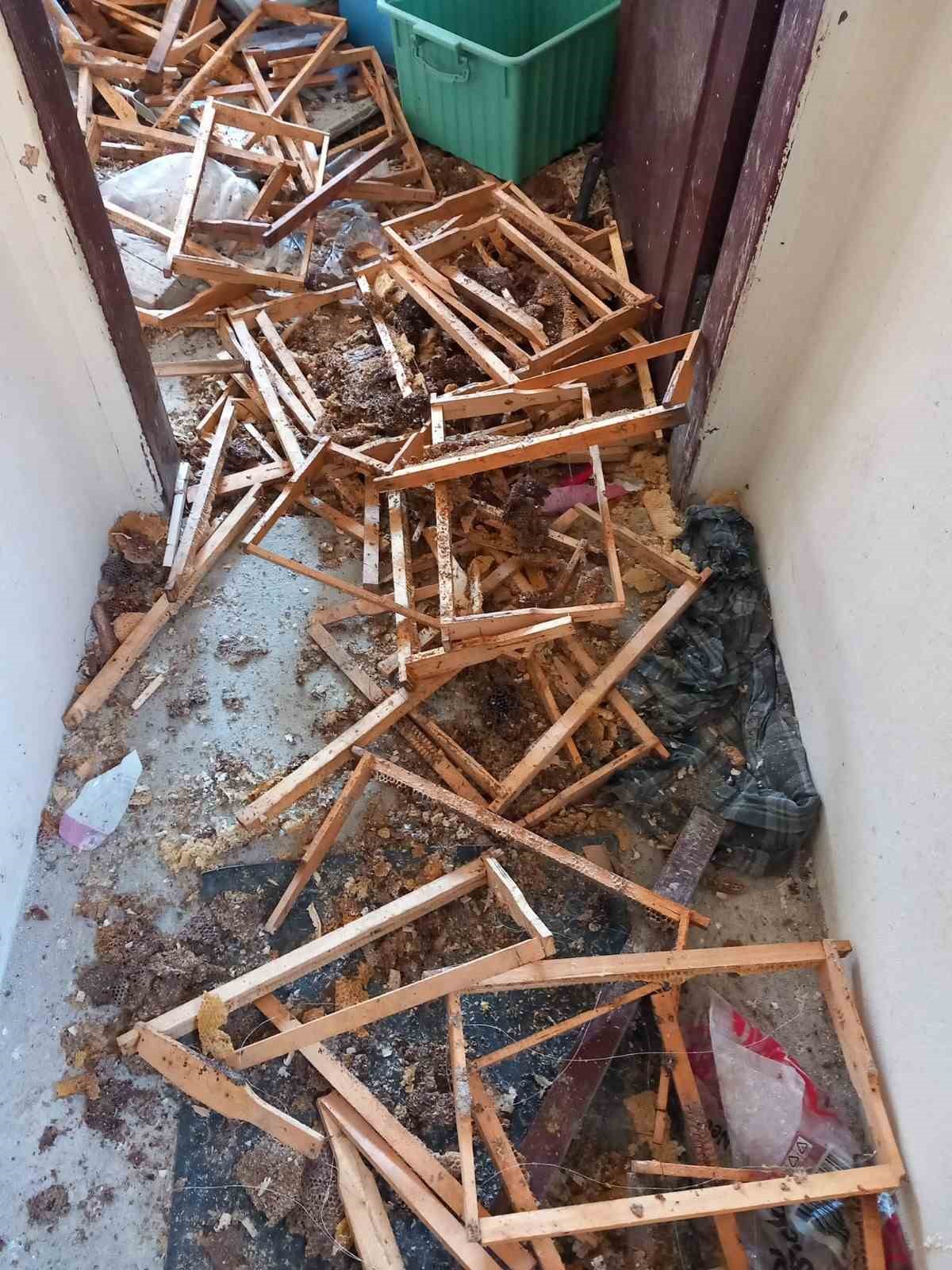 Yiyecek aramak için girdiği evi talan eden ayıya, ev sahibi "Helal olsun" dedi