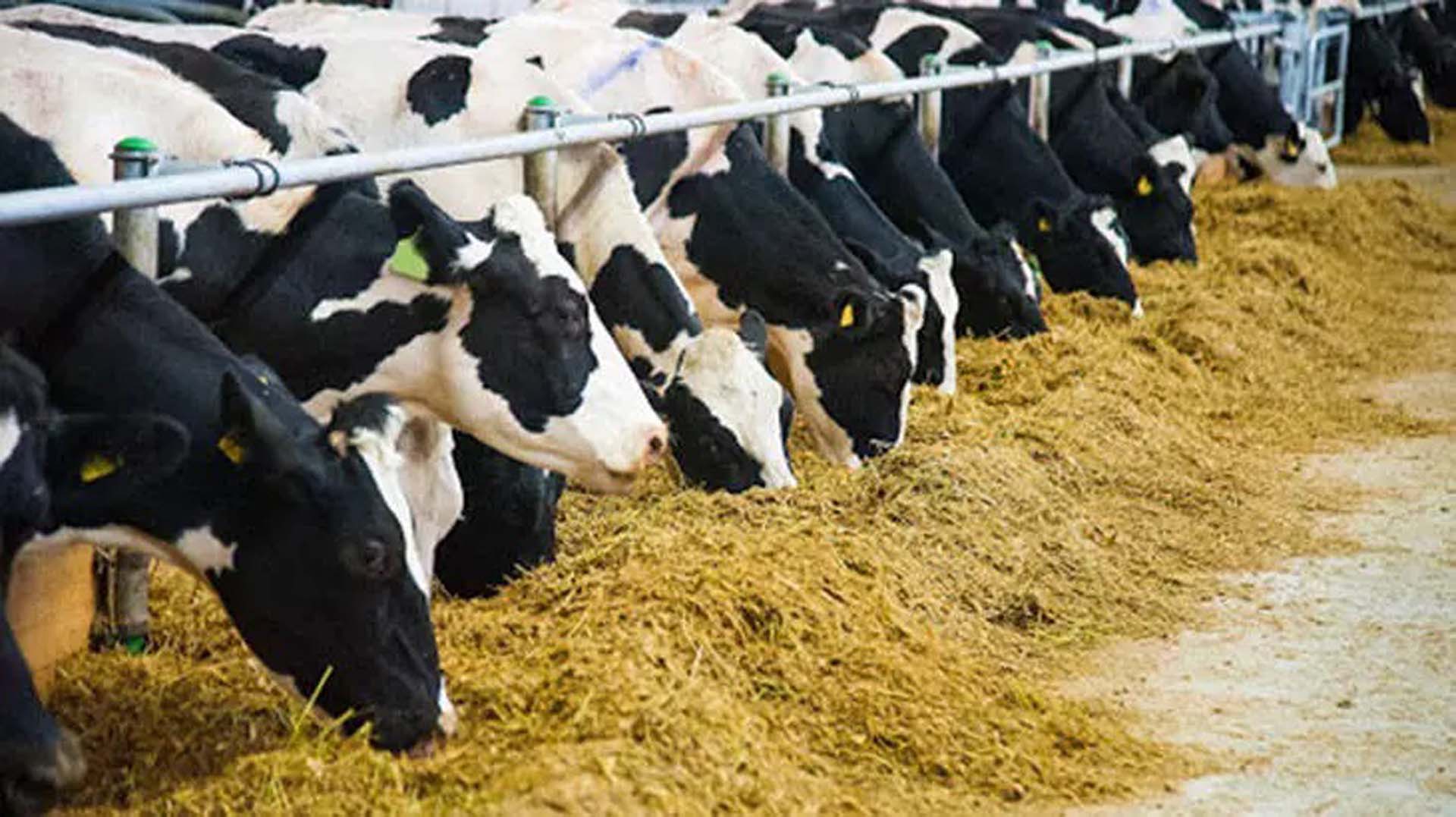 Hayvanlardaki Şap Hastalığında yeni gelişme! Tarım ve Orman Bakanlığı duyurdu! 