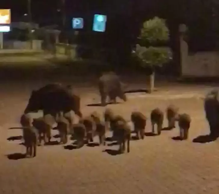 Yavrularıyla beraber yiyecek aradılar! Tunceli’de yaban domuzları yerleşim yerine indi!