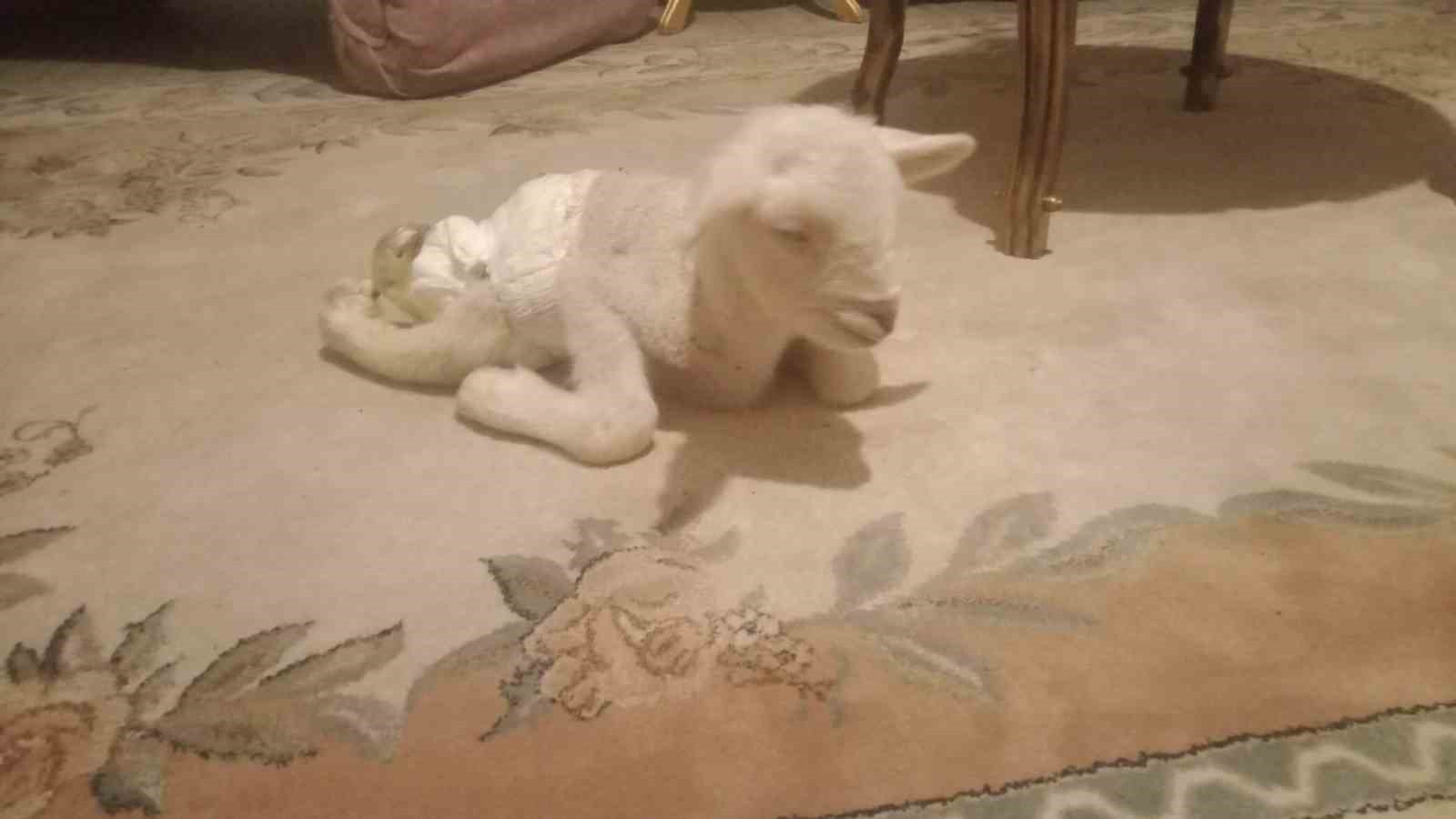 Ankara’da bacakları ters doğan kuzu görenleri hayrete düşürdü