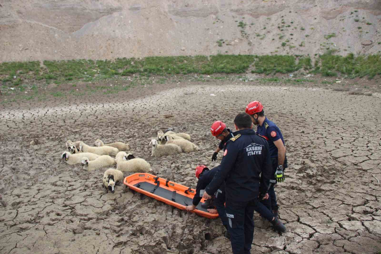İtfaiyenin çileli anları! Bataklığa saplanan koyunlar 2 saatte kurtardı!