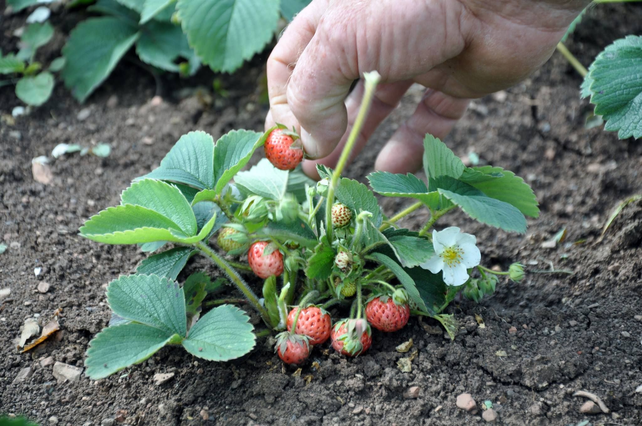 Bu çilek diğer türlerinden farklı! Osmanlı çileği üreticileri hasat için gün sayıyor