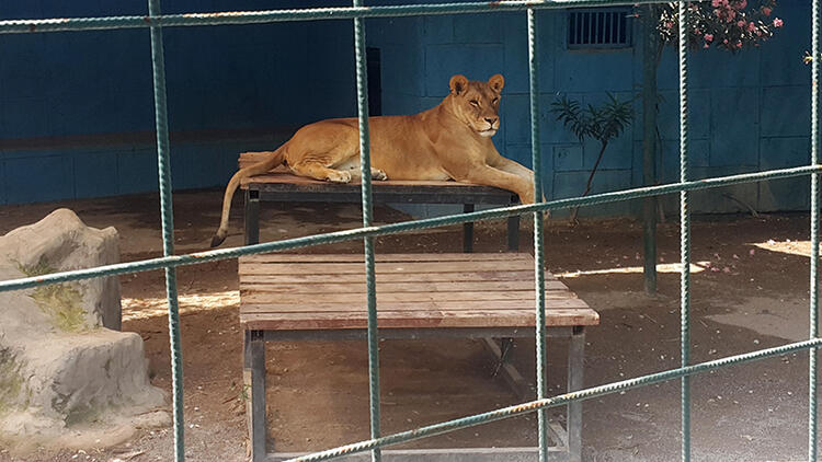 Aslan kafesine giren çocuk canını zor kurtardı, o görüntüle