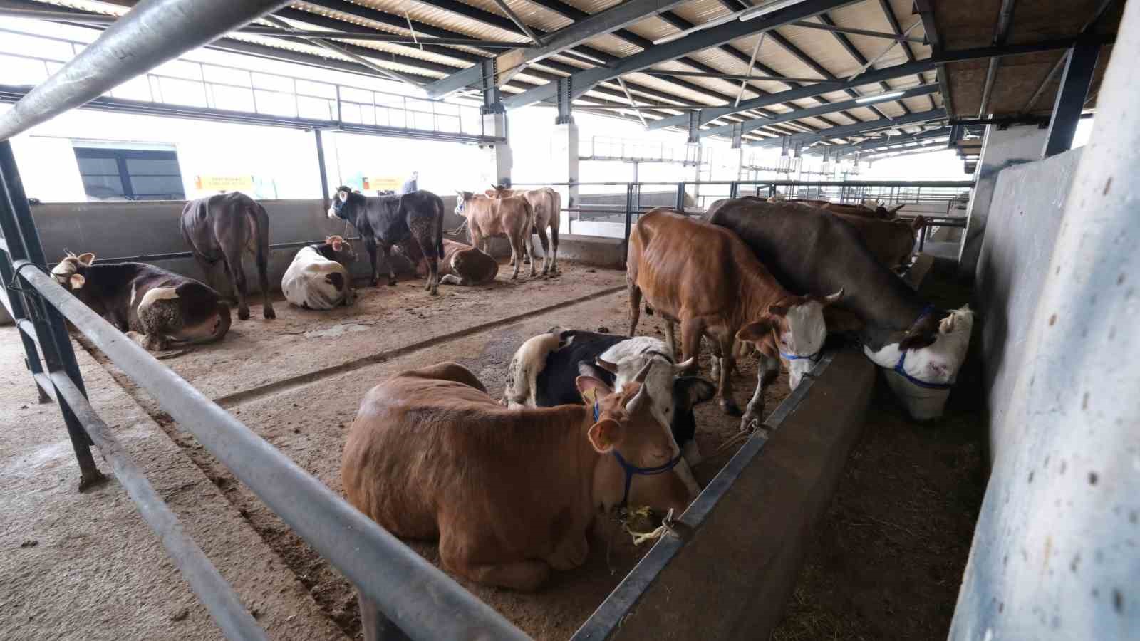 Kurban hazırlıkları başladı, İnegöl hayvan pazarına ilk kurbanlıklar geldi