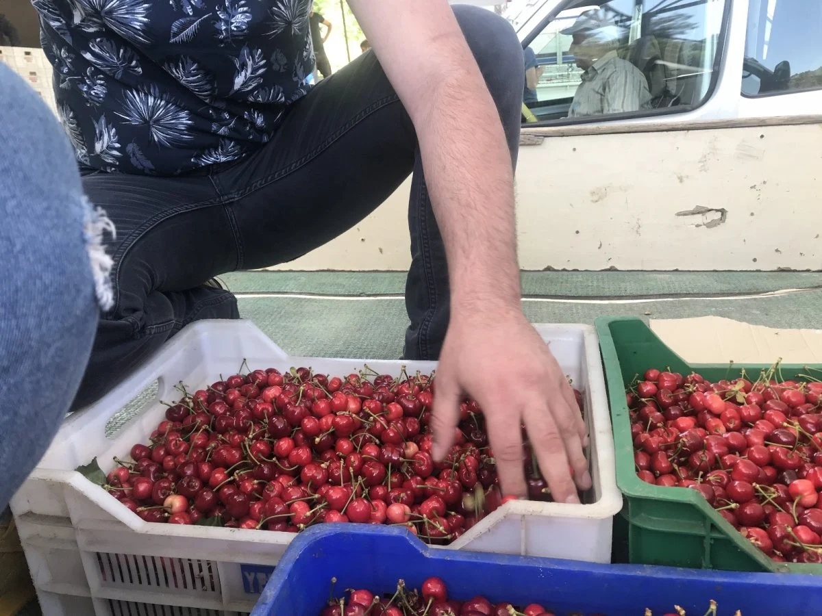 Kiraz mevsimi başladı, Bilecik’te ilk kiraz hasadı yapıldı