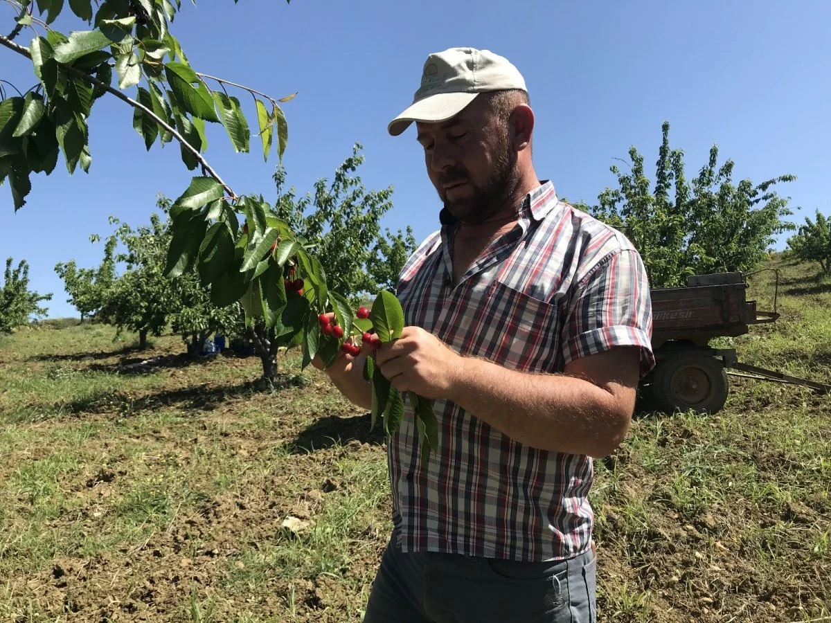 Kiraz mevsimi başladı, Bilecik’te ilk kiraz hasadı yapıldı