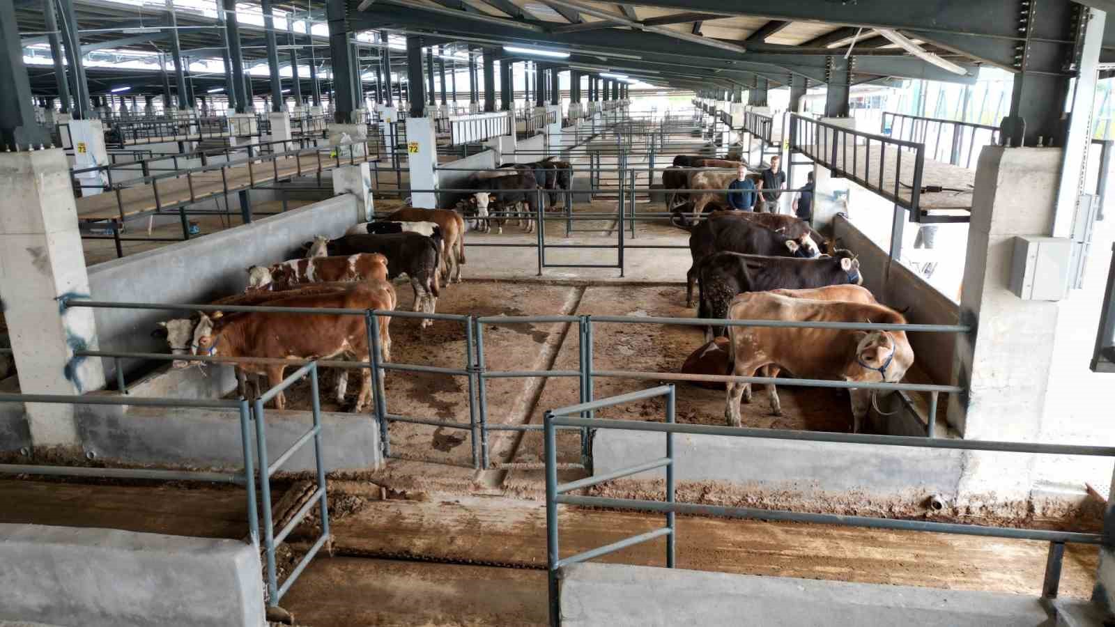 Kurban hazırlıkları başladı, İnegöl hayvan pazarına ilk kurbanlıklar geldi