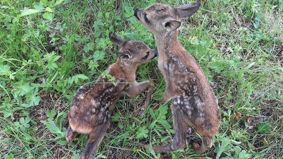 Artık koruma altındalar: Doğada bulunan yavru geyik ve karacalarla ilgili önemli uyarı