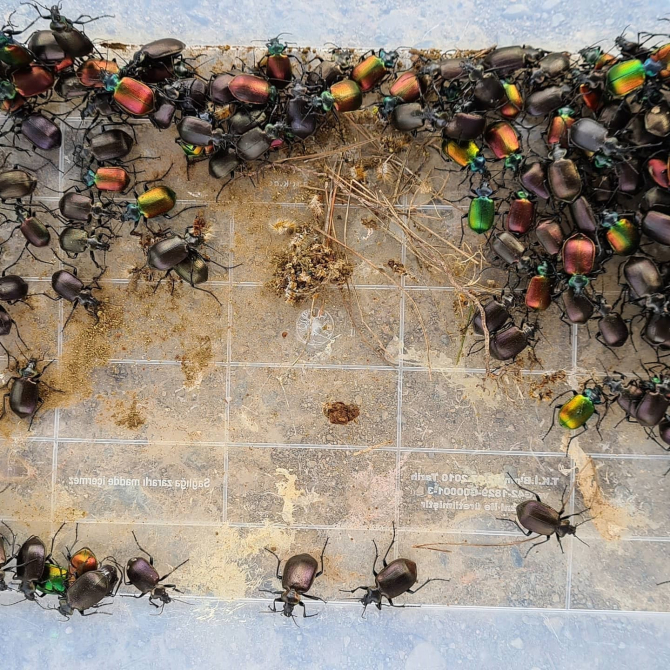 Ormanlarımız Terminatörlere emanet, çam kese böceklerine karşı