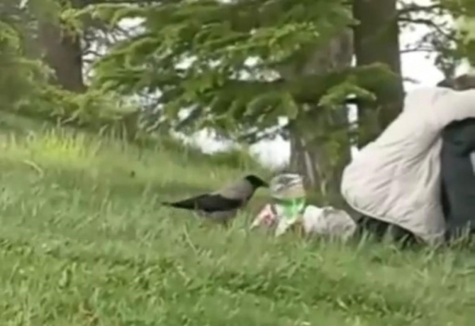 Karga'nın cips aşkı görenleri gülümsetti