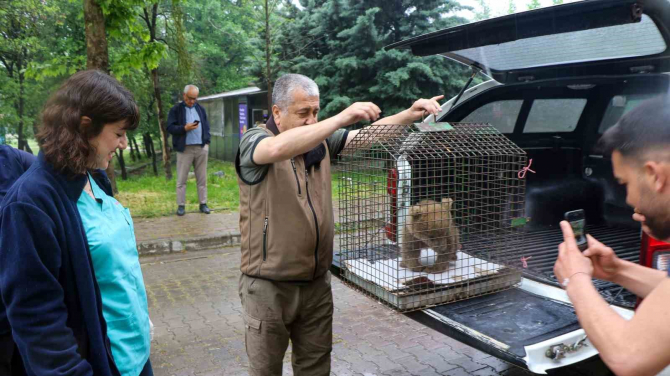 Veterinerlerden ayı operasyonu, 2 saatlik operasyon başarılı geçti