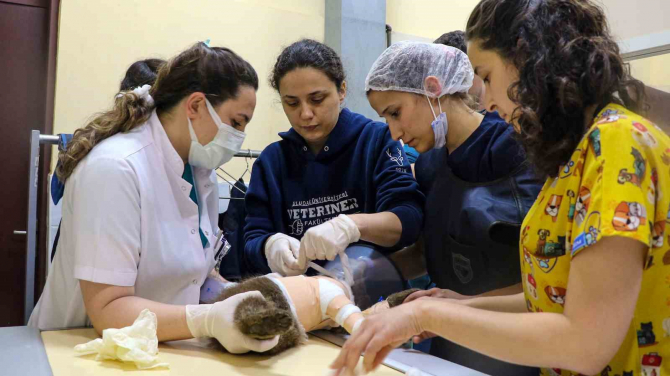 Veterinerlerden ayı operasyonu, 2 saatlik operasyon başarılı geçti