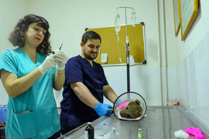 Veterinerlerden ayı operasyonu, 2 saatlik operasyon başarılı geçti