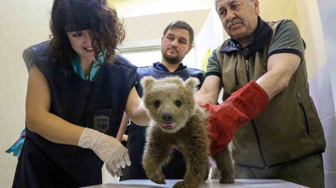 Veterinerlerden ayı operasyonu, 2 saatlik operasyon başarılı geçti