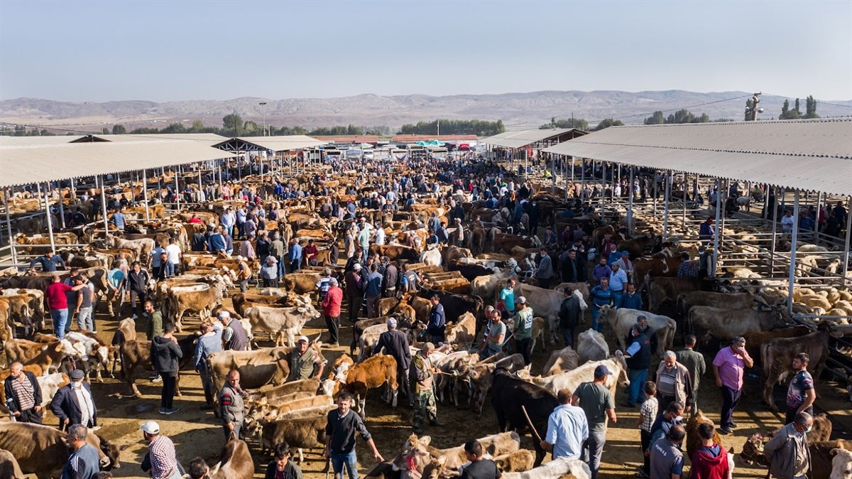 Kurban Bayramı öncesi Sivas'ta tüm hayvan pazarları kapatıldı