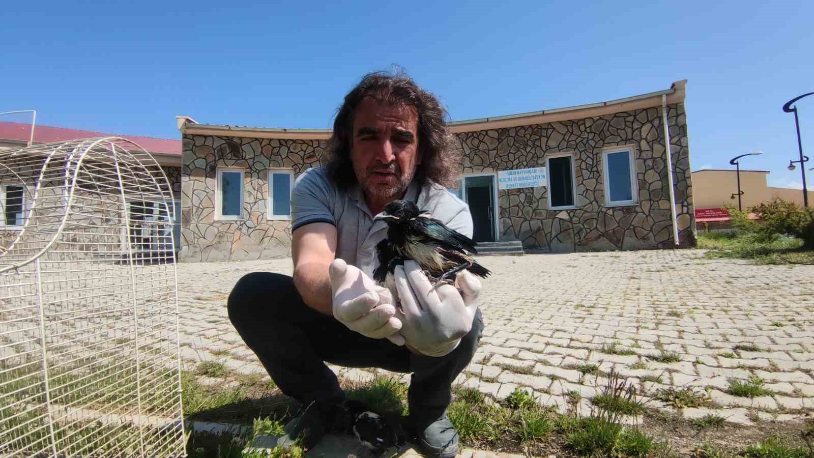 Van'da öksüz kalan, Saksağan yavruları emin ellerde