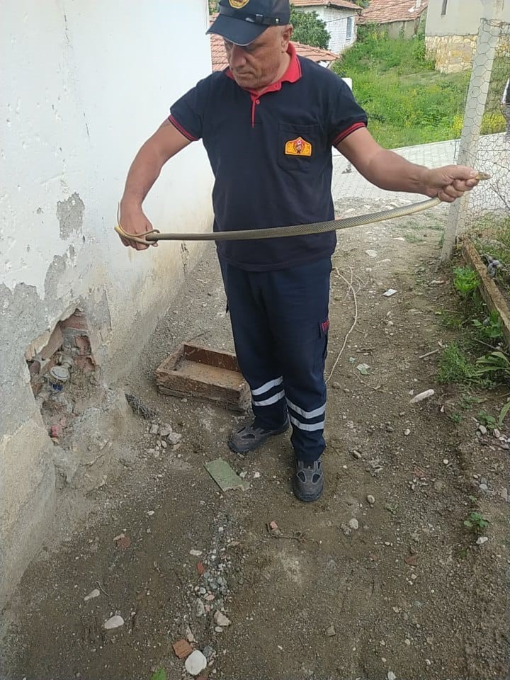 Su saatine giren yılan, görenleri korkuttu!