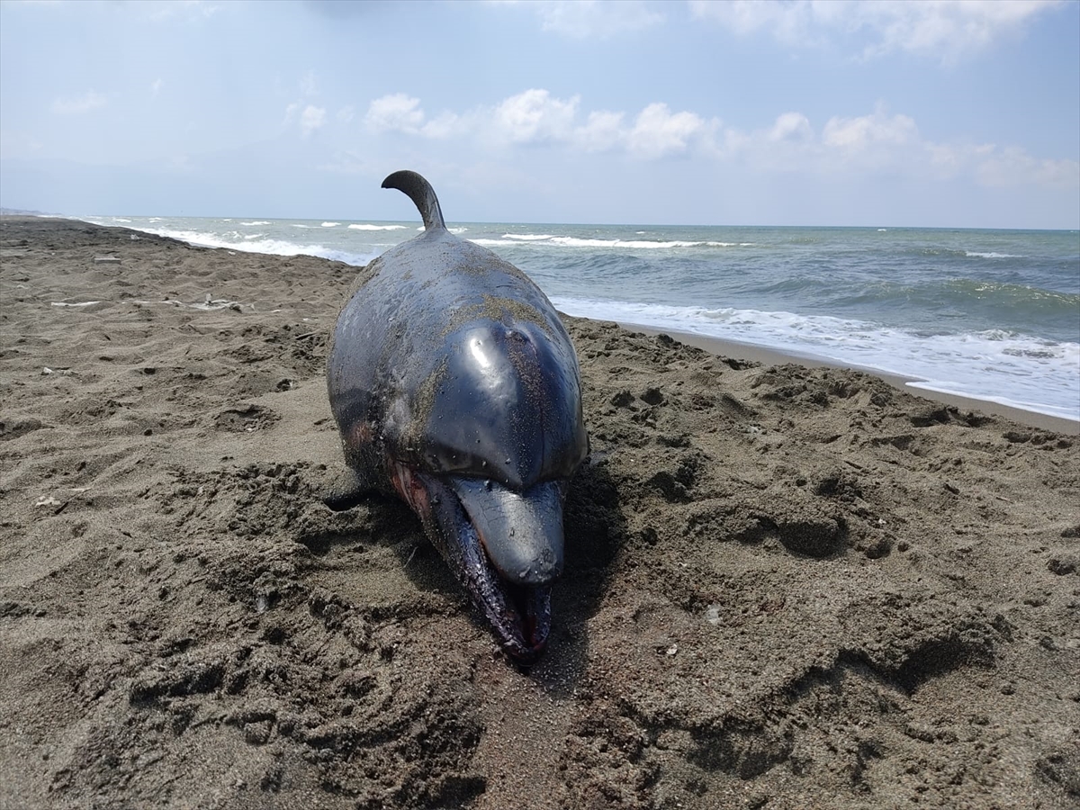 Beykoz’da kıyıya vuran ölü yunusu görenler cep telefonlarına sarıldı