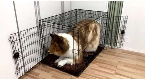 Japonya'da bir adamın unutulmaz dönüşümü: Toco-san, büyük bir servet harcayarak bir köpeğe dönüştü!