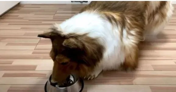 Japonya'da bir adamın unutulmaz dönüşümü: Toco-san, büyük bir servet harcayarak bir köpeğe dönüştü!