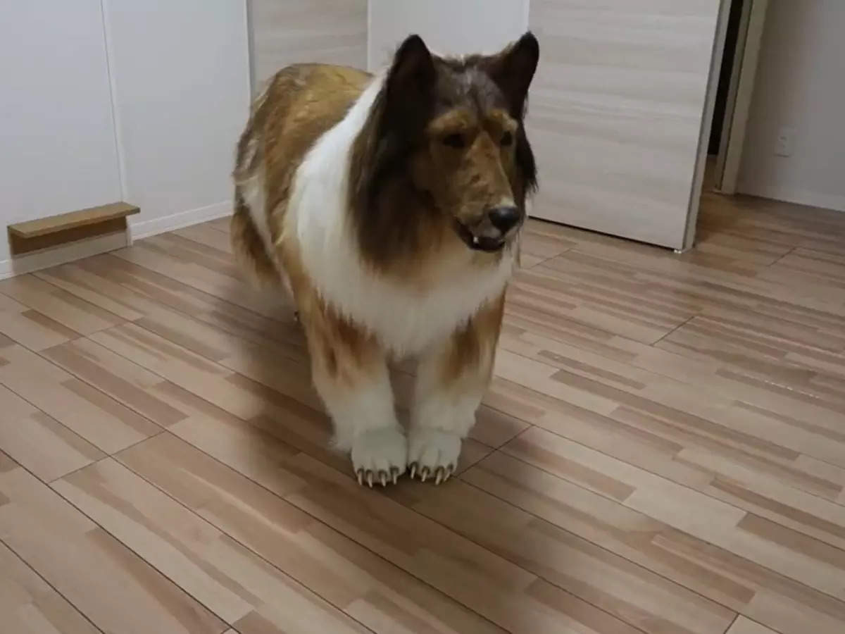 Japonya'da bir adamın unutulmaz dönüşümü: Toco-san, büyük bir servet harcayarak bir köpeğe dönüştü!