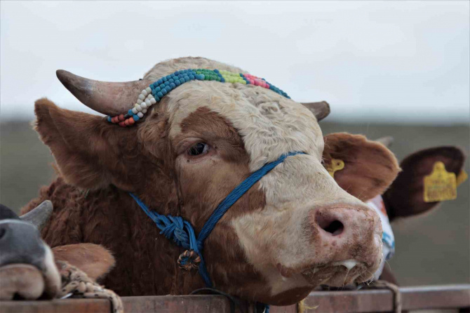 Kayseri'de Kurbanlıklar görücüye çıktı, pazarlıklar kıran kırana!