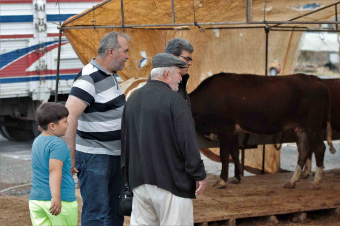 Kayseri'de Kurbanlıklar görücüye çıktı, pazarlıklar kıran kırana!