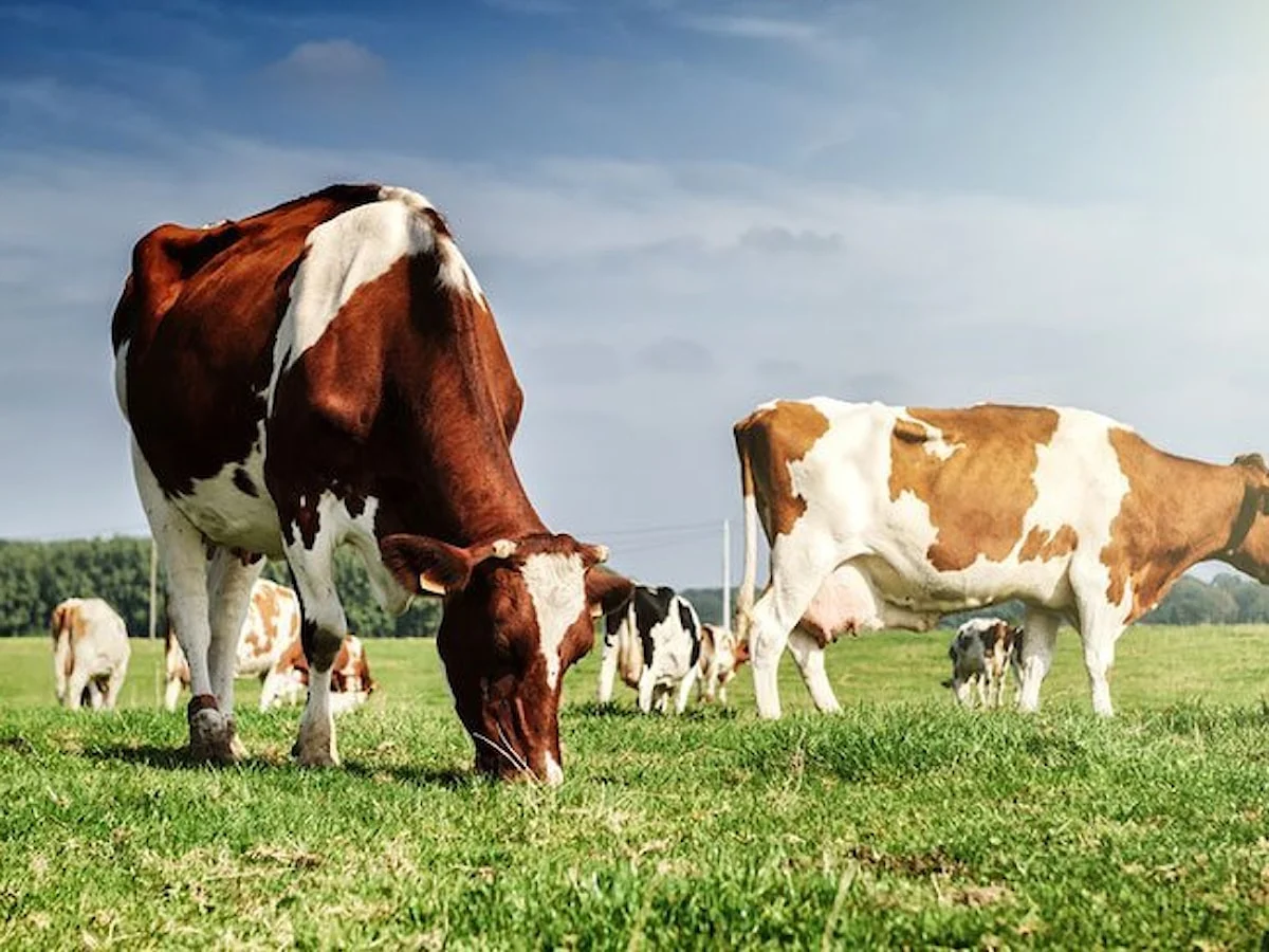 Kurban Bayramı’nda bu sağlık kurallarına dikkat edin Uzman doktor uyardı!