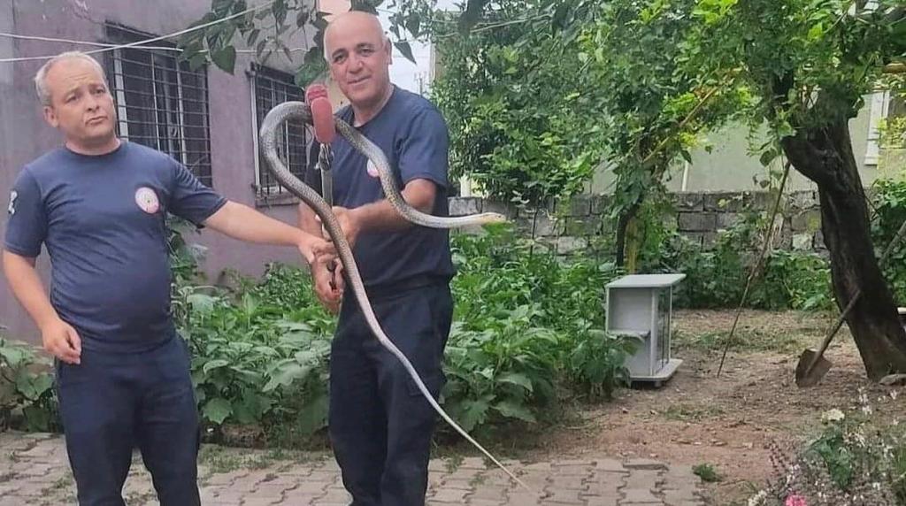 Çadıra giren yılan itfaiye ekiplerine zor anlar yaşattı