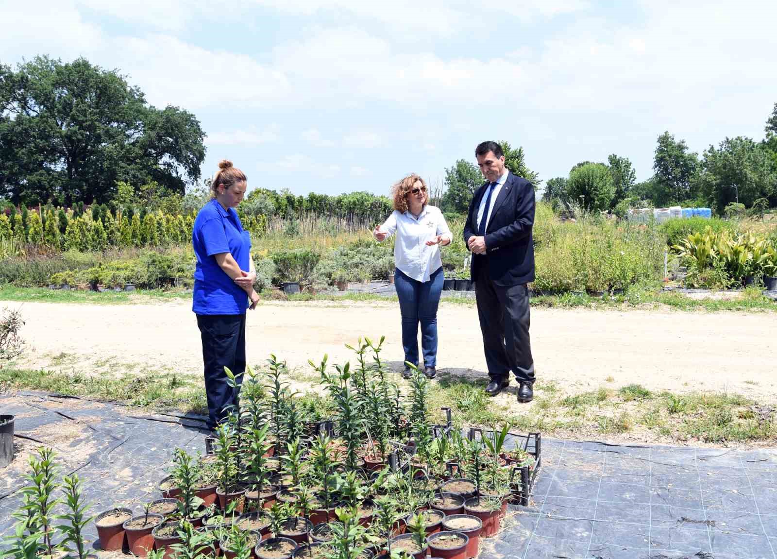 Bursa'nın simgelerinden tarihi İnkaya Çınarı geleceğe taşınıyor